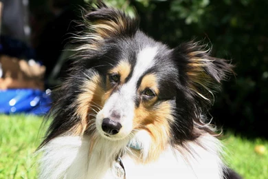 Portrait Of A Cute Sheltie Breed Dog On Nature Backgrounds ...