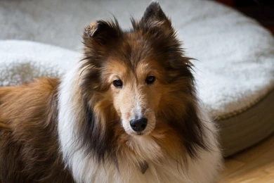 Shetland Sheepdog Life Expectancy 12 Cool Hd Wallpapers ...