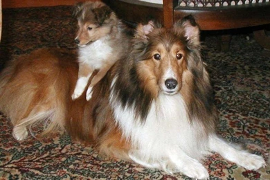 Shetland Sheepdog Life Expectancy 11 Free Wallpapers ...