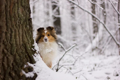 Sheltie And Flower By Aannabelle On DeviantArt