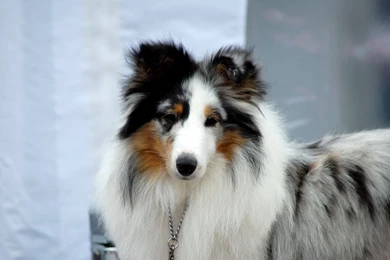 Blue Merle Sheltie 2 By Felill On DeviantArt