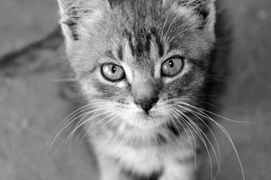 Cats Animals Pleasure Monochrome Madness Wallpapers