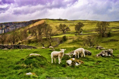 Sheep In Yorkshire Countryside Artistic Wallpapers   1440x900 Pixels