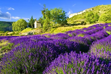 LAVENDER IN QUIET COUNTRYSIDE WALLPAPER   (