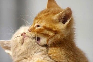 Cute White Cat Wallpapers   ImgMob