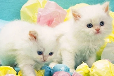 30 Cute And Lovely Cat Wallpapers For Desktop