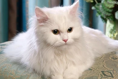 Cute White Cats