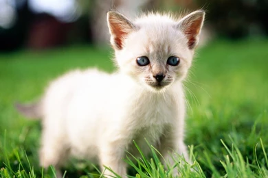Cute Little White Cat Wallpapers