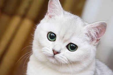 White HD Cat Wallpapers