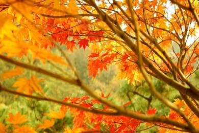 Autumn Leaf Wallpapers   Seasonal   Crazy Frankenstein