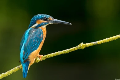 Birds Wallpapers Archives   Page 48 Of 76   WideWallpaper.info ...