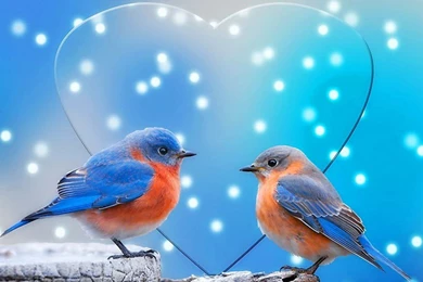 Love Birds Wallpapers For Mobile – Wallpapers