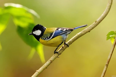 Birds Wallpapers Archives   Page 72 Of 76   WideWallpaper.info ...