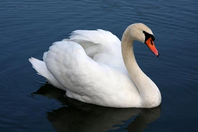 Beautiful Birds Wallpapers HD Pictures