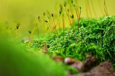 Nature Moto G Wallpapers HD 89, Moto Wallpapers, Motorola Wallpapers