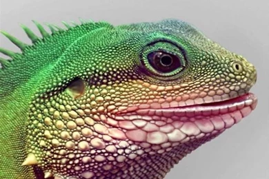 Animal Moto G Wallpapers HD 80, Moto Wallpapers, Motorola Wallpapers