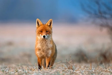 Fox Wallpapers HD