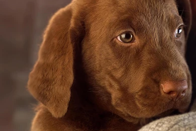 Chocolate Labrador Puppies Wallpapers