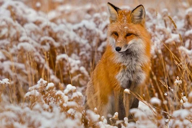 Red Fox Wallpapers   Wallpapers Cave