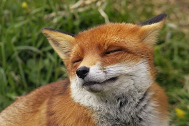 Fox Wallpapers HD 2016 . Best High Resolution Desktop Android And ...