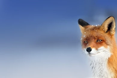 HD Beautiful Wild Fox Wallpapers HD Full Size   HiReWallpapers 5037