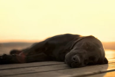 Full HD 1080p Labrador Wallpapers HD, Desktop Backgrounds 1920x1080