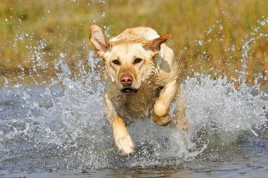 Yellow Labrador Hunting   Wallpaper.