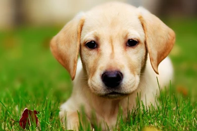 Wallpapers For Yellow Lab Puppy > Resolution 1600x1200