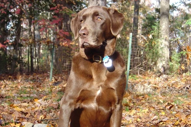 Chocolate Lab High Quality Wallpapers