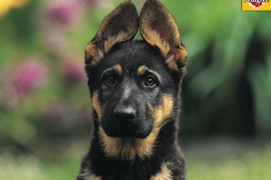 Chocolate Labrador Puppies Wallpapers