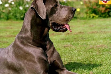 Chocolate Lab