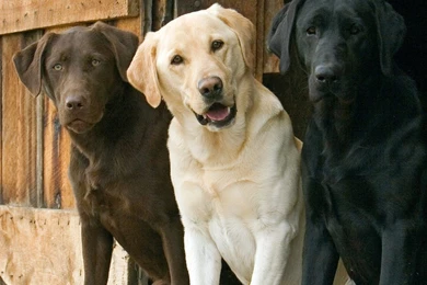 Labrador Hd Backgrounds Wallpapers 25 HD Wallpapers