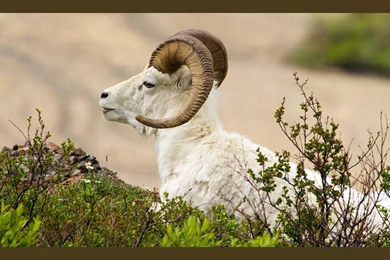 Animals Of The World`s Geographic HD Wallpapers 7 － Animal ...