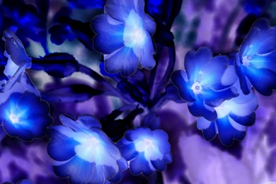 Glowing Flowers Inspired By Avatar HD Desktop Wallpapers ...