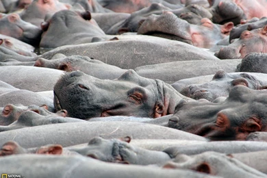 Animals World Geography Series 1 Wallpapers