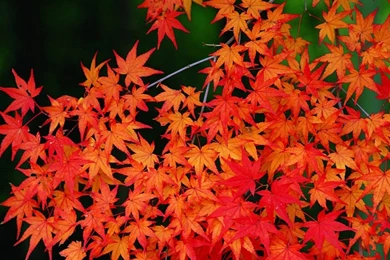 Fall PC Wallpapers   Wallpapers Cave