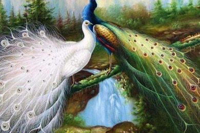 Best Peacock Wallpapers