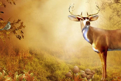 Fall Wallpapers Tag Amazing Wallpaperz