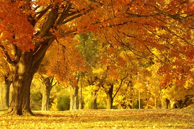 HD Yellow Leaves Tree In The Fall Wallpapers For PC Full Size ...