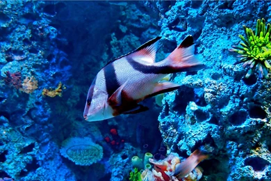 Ocean Life Wallpapers 4