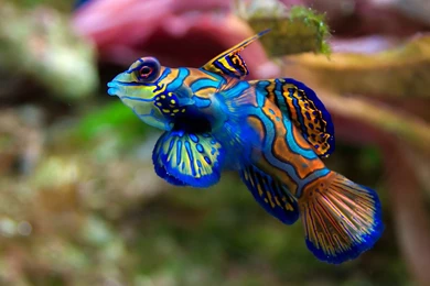 Ocean Life Wallpapers