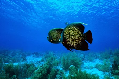 Ocean Life   Typta.com