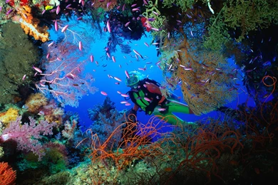 Soft Coral Embellished Cave, Fiji Wallpapers   Download Free Ocean ...