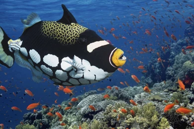 Ocean Life HD Wallpapers 32 : HD Wallpaper, Backgrounds Wallpapers