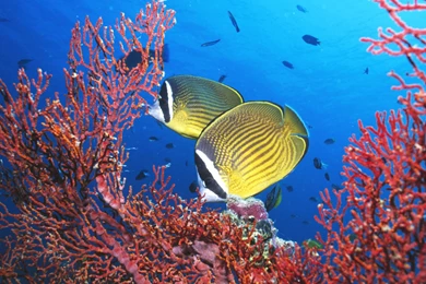 Ocean Life HD Images Underwater Animals Photos – Fine HD ...