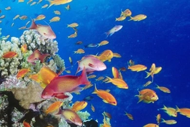 iPhone Wallpapers Underwater On Pinterest