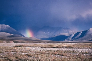 Wildlife Backgrounds   Wallpapers Zone