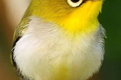 Sara Woolum (@SaraWoolum)