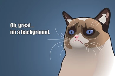 Download Wallpapers 1920x1080 Grumpy Cat Meme Cat Full Hd 1080p ...
