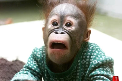 Funny Monkey Meme   Wallpaper.